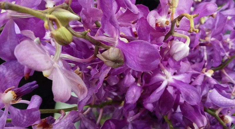 千代蘭 天空藍 (圖片2)