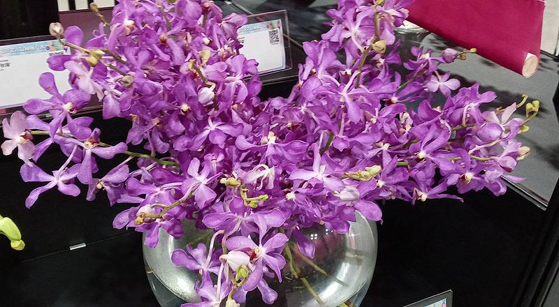 千代蘭 天空藍 (圖片1)