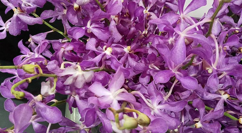 千代蘭 天空藍 (圖片4)