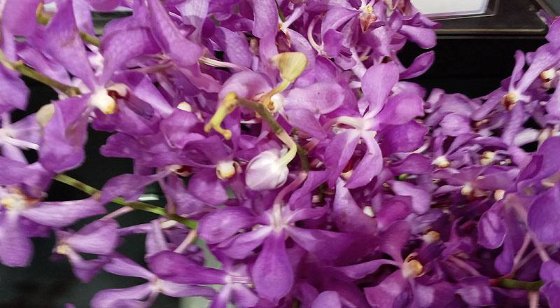 千代蘭 天空藍 (圖片3)