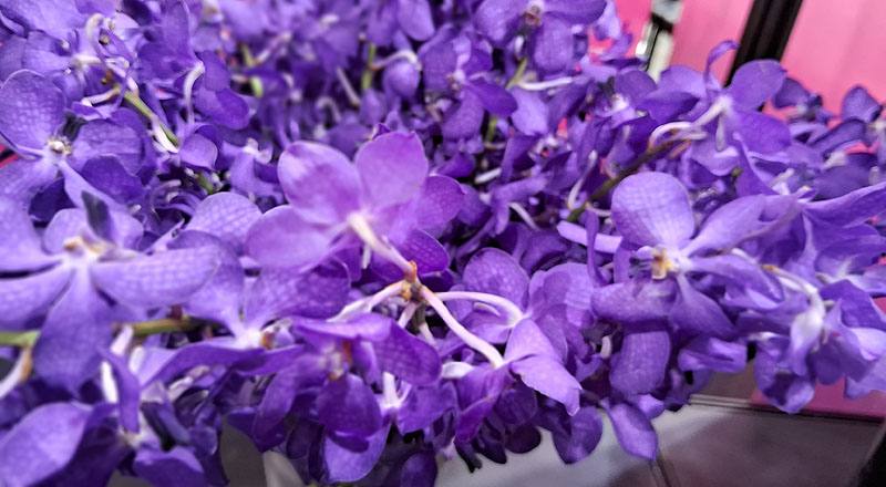 千代蘭 竹田公主紫 (圖片4)