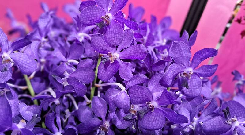 千代蘭 竹田公主紫 (圖片5)