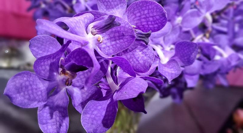 千代蘭 竹田公主紫 (圖片3)