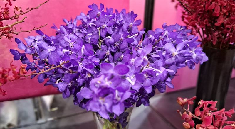 千代蘭 竹田公主紫 (圖片1)