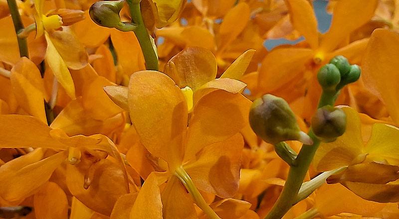 千代蘭 沙亞 (圖片4)