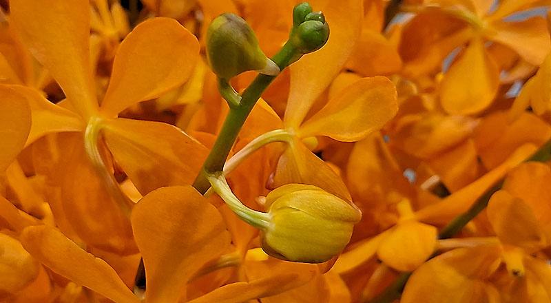 千代蘭 沙亞 (圖片3)