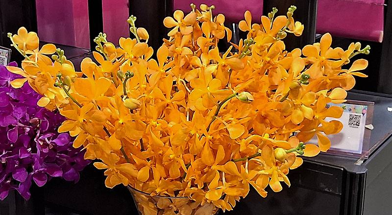 千代蘭 沙亞 (圖片1)