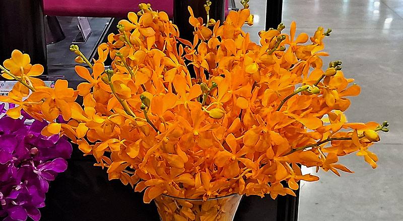 千代蘭 沙亞 (圖片2)