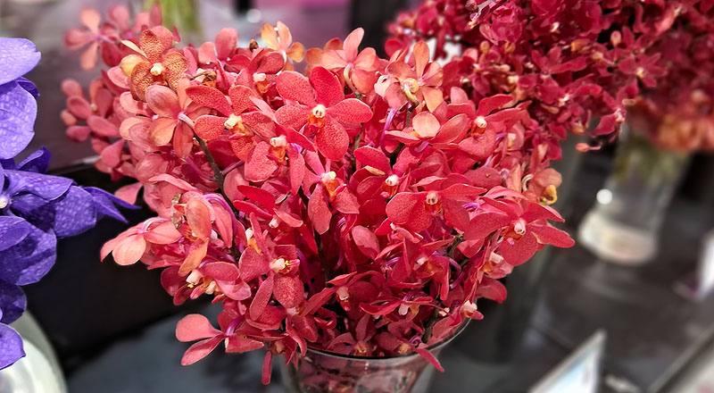 千代蘭 紅 (圖片2)