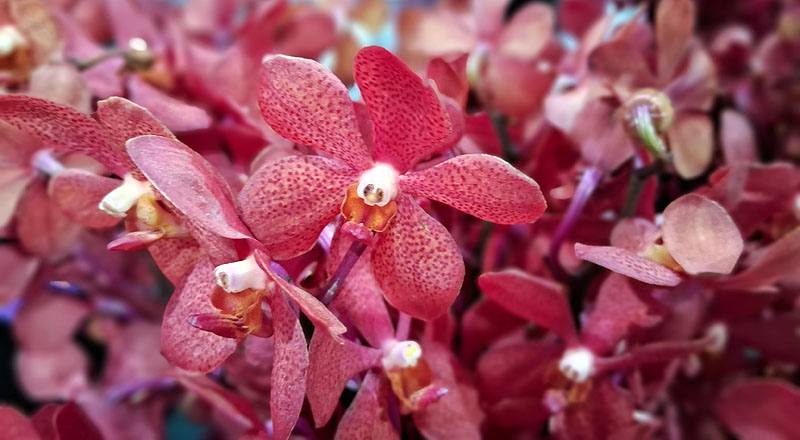 千代蘭 紅 (圖片3)