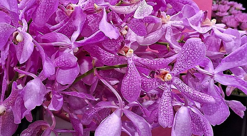 千代蘭 粉 (圖片2)