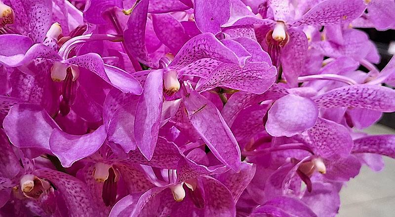 千代蘭 粉 (圖片4)