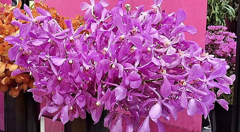 千代蘭 粉 (圖片1)