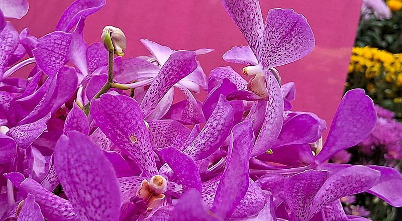 千代蘭 粉 (圖片3)