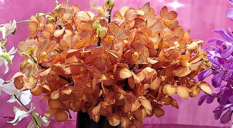 千代蘭 橘斑 (圖片1)