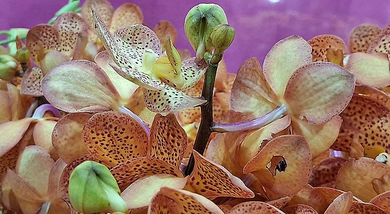 千代蘭 橘斑 (圖片3)