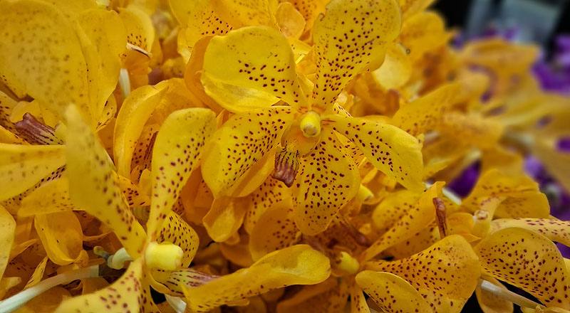 萬代蘭 月光 (圖片3)