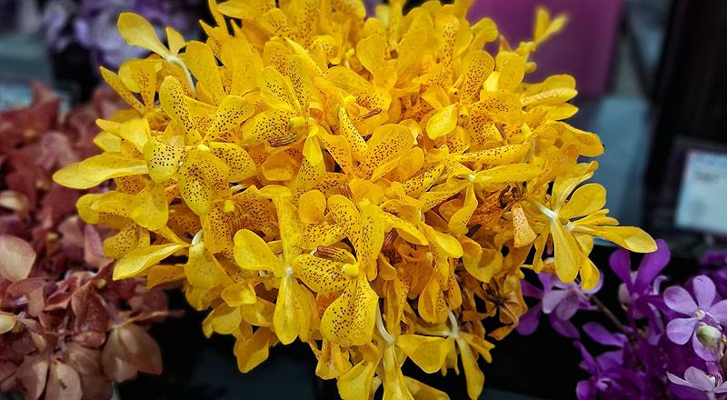 萬代蘭 月光 (圖片1)