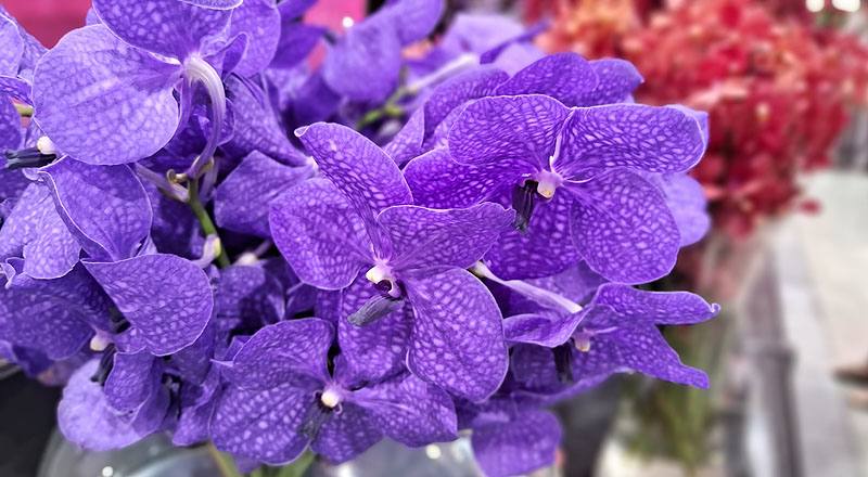 萬代蘭 巨輪紫 (圖片3)