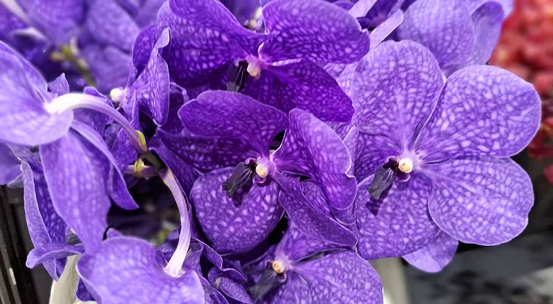 萬代蘭 巨輪紫 (圖片4)