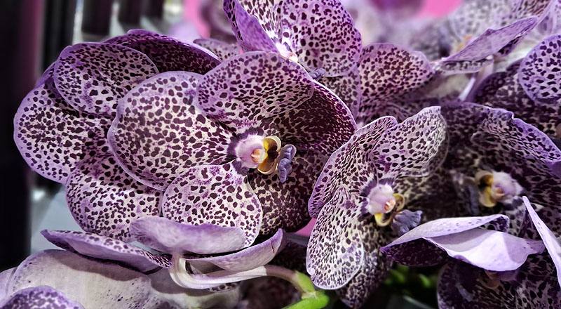 萬代蘭 巨輪紫斑 (圖片5)