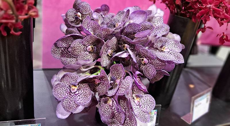 萬代蘭 巨輪紫斑 (圖片2)