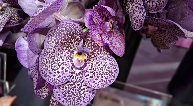 萬代蘭 巨輪紫斑 (圖片4)