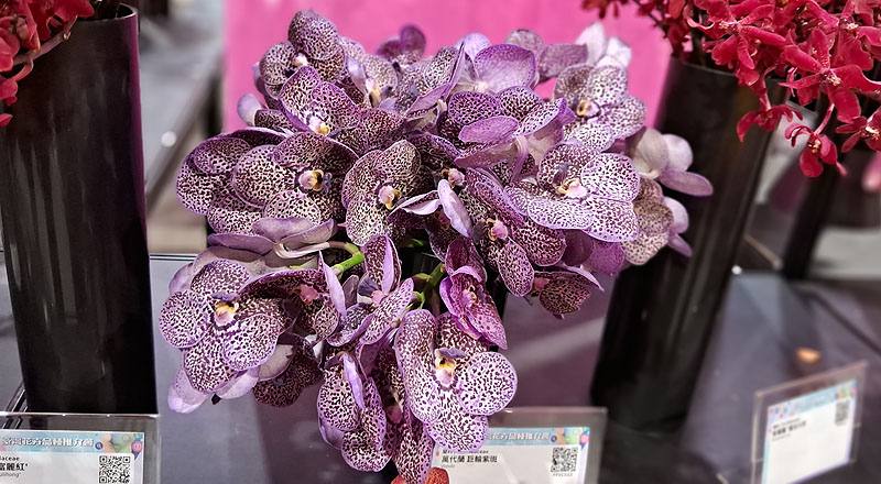 萬代蘭 巨輪紫斑 (圖片1)