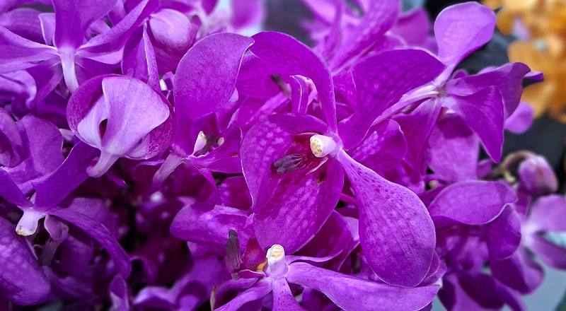 萬代蘭 桃色 (圖片4)