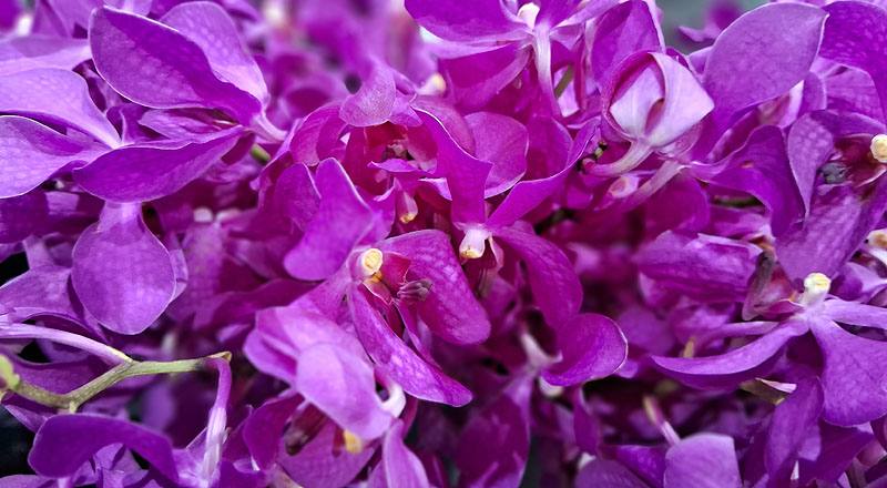 萬代蘭 桃色 (圖片3)