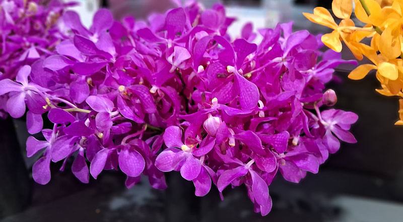 萬代蘭 桃色 (圖片2)