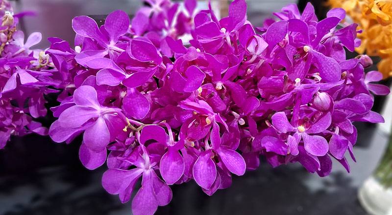 萬代蘭 桃色 (圖片1)