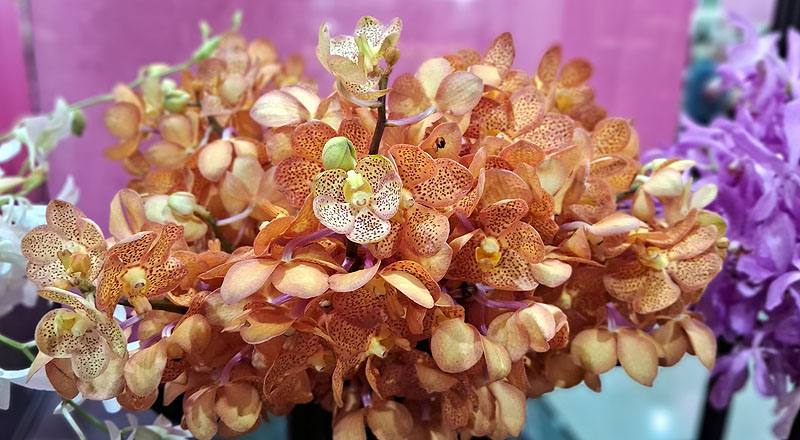 萬代蘭 橘斑 (圖片1)