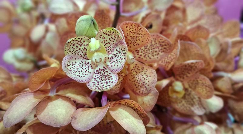 萬代蘭 橘斑 (圖片3)