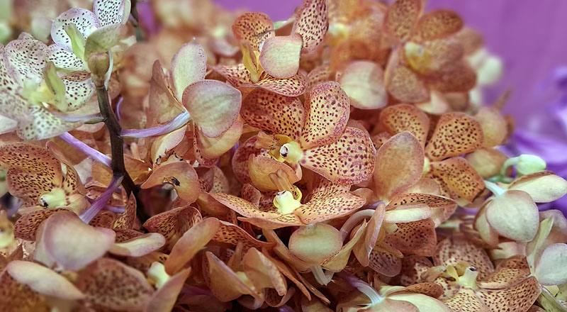 萬代蘭 橘斑 (圖片5)