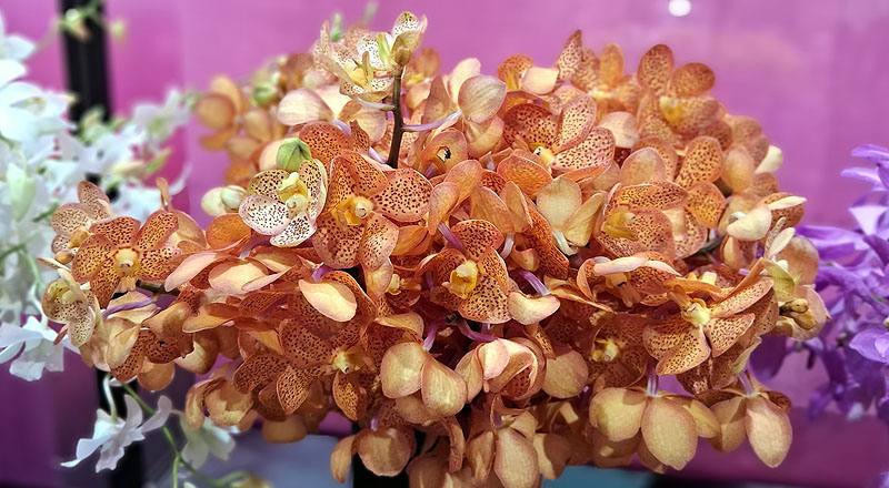 萬代蘭 橘斑 (圖片2)