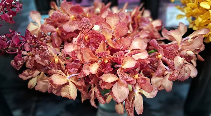 萬代蘭 蘋果 (圖片1)