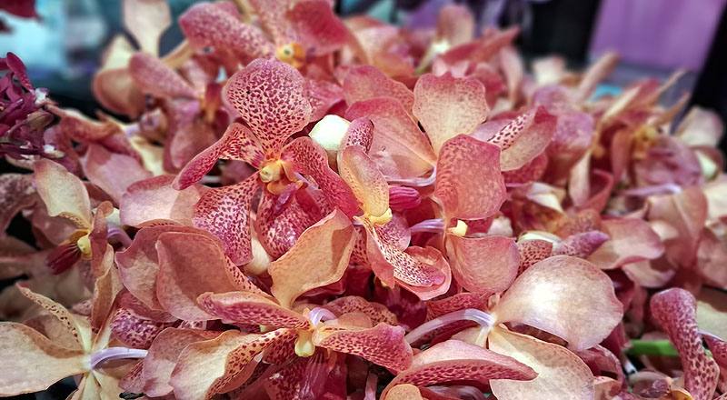 萬代蘭 蘋果 (圖片3)