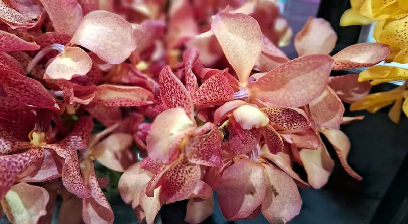 萬代蘭 蘋果 (圖片4)