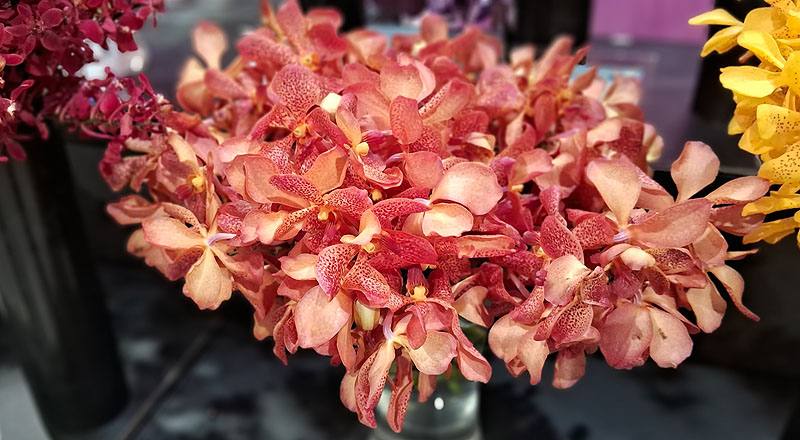 萬代蘭 蘋果 (圖片2)