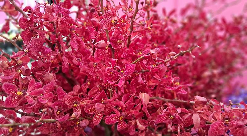 腎藥蘭 火狐狸 (圖片6)