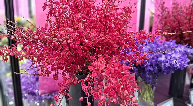 腎藥蘭 火狐狸 (圖片2)