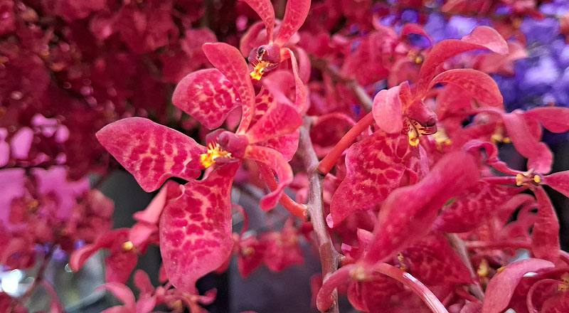 腎藥蘭 火狐狸 (圖片4)