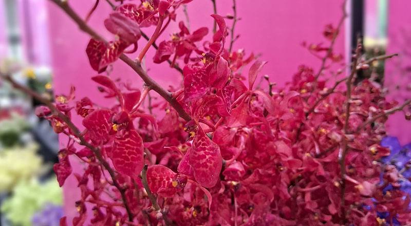 腎藥蘭 火狐狸 (圖片3)