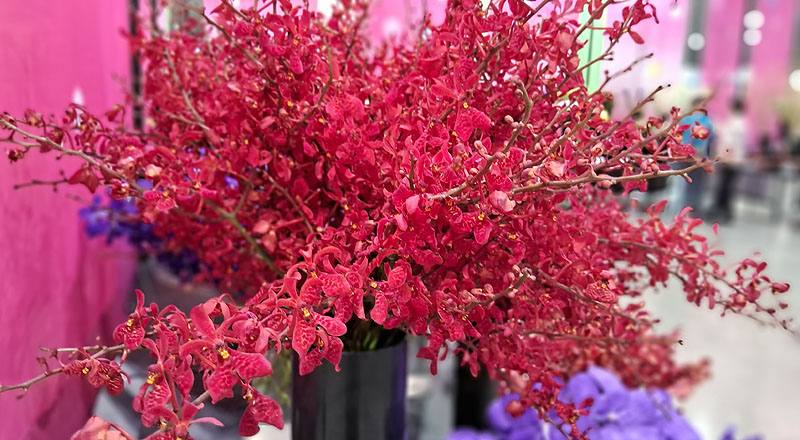 腎藥蘭 火狐狸 (圖片1)