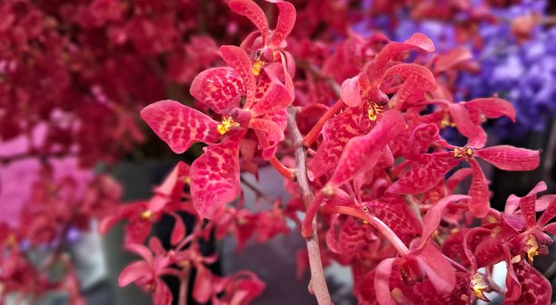 腎藥蘭 火狐狸 (圖片5)