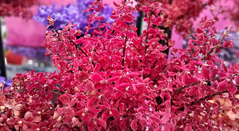 腎藥蘭 曼谷美人 (圖片2)