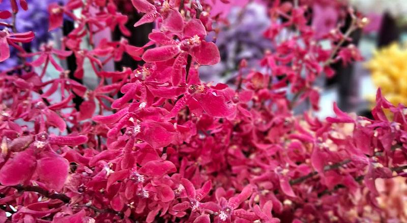 腎藥蘭 曼谷美人 (圖片4)