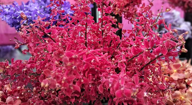 腎藥蘭 曼谷美人 (圖片1)