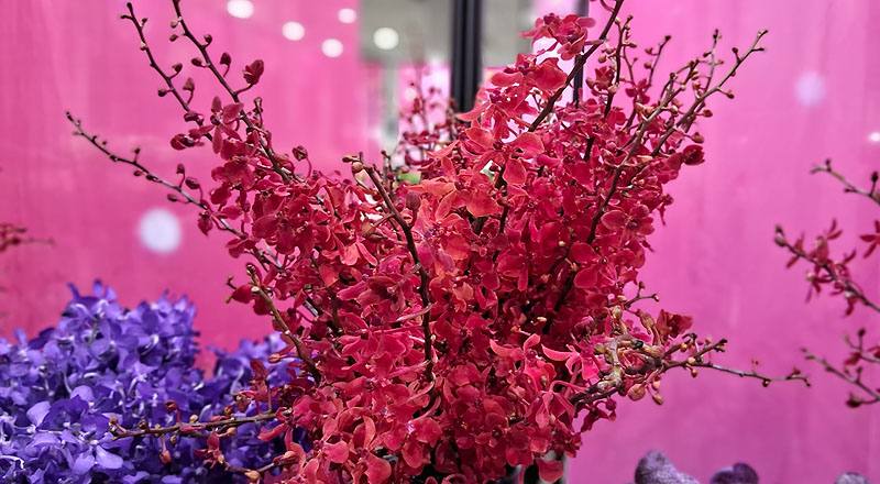 腎藥蘭 富麗紅 (圖片1)